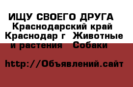 ИЩУ СВОЕГО ДРУГА - Краснодарский край, Краснодар г. Животные и растения » Собаки   